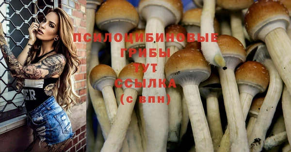 прущие грибы Касимов